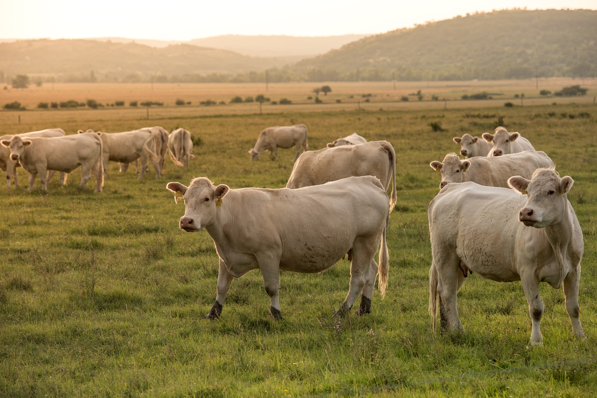 Image d'un champ de bœufs représentant l'élevage intensif